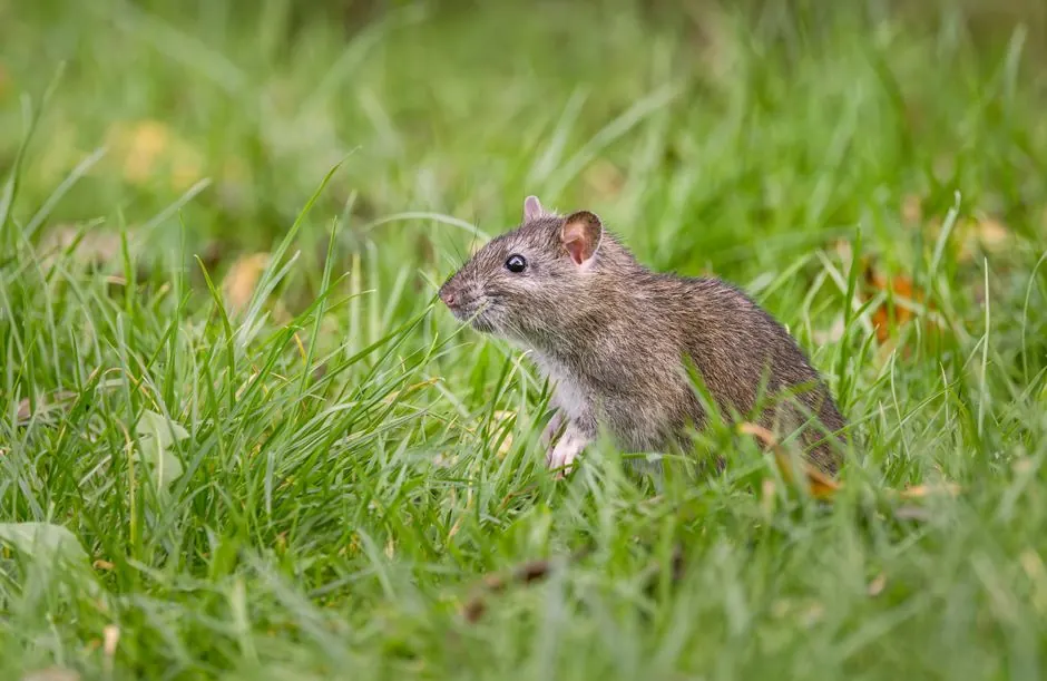 Common rodent damage and how to repair it in East Naples