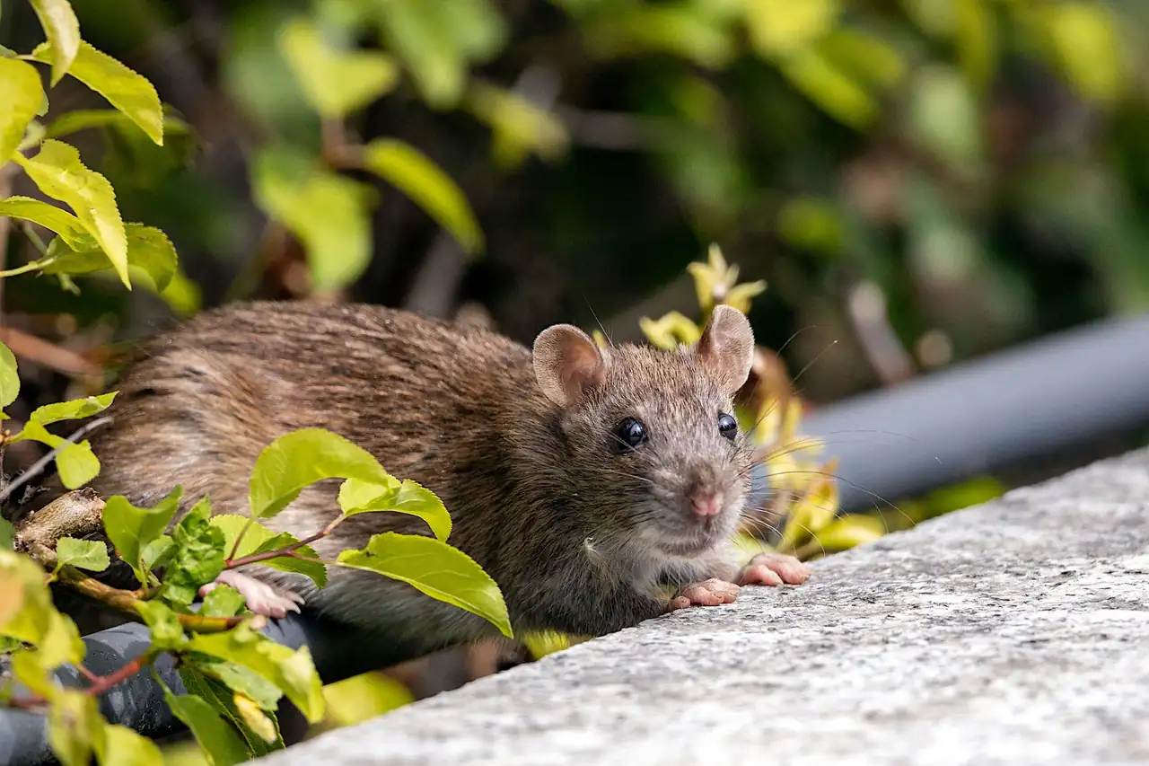 Experienced Rodent Control professionals at work