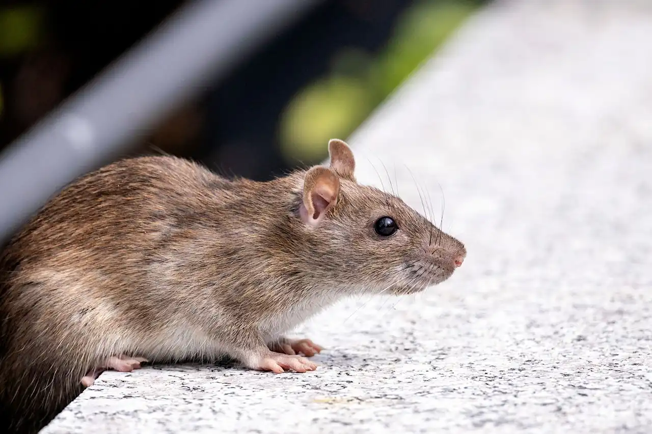 Experienced Rodent Control professionals at work