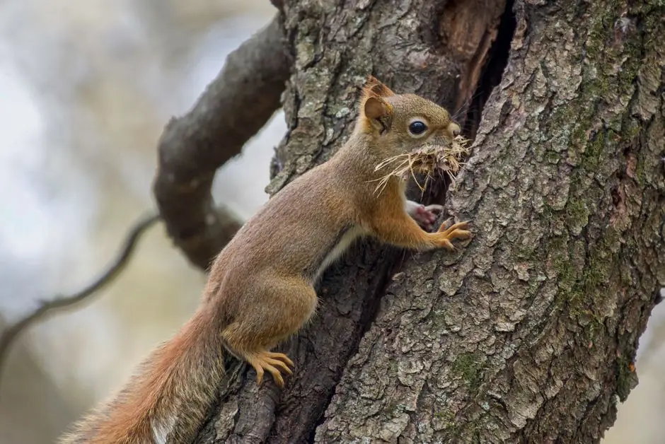 How to identify a rodent nest in your Golden Gate home