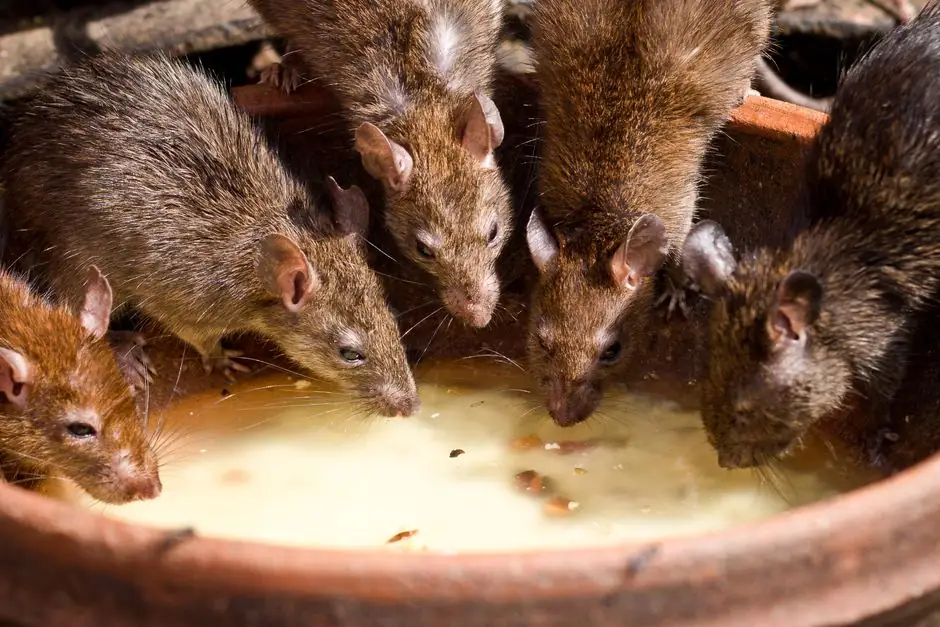 How to inspect your home for rodent infestations