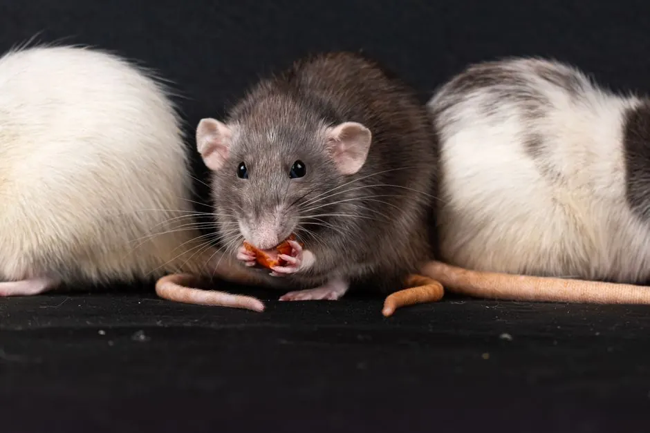 How to prevent rodents from entering your home in Old Naples