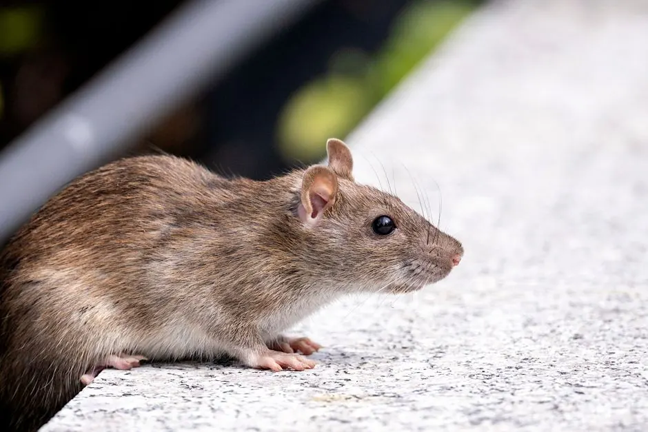 Rodent control cost in Naples: what to expect