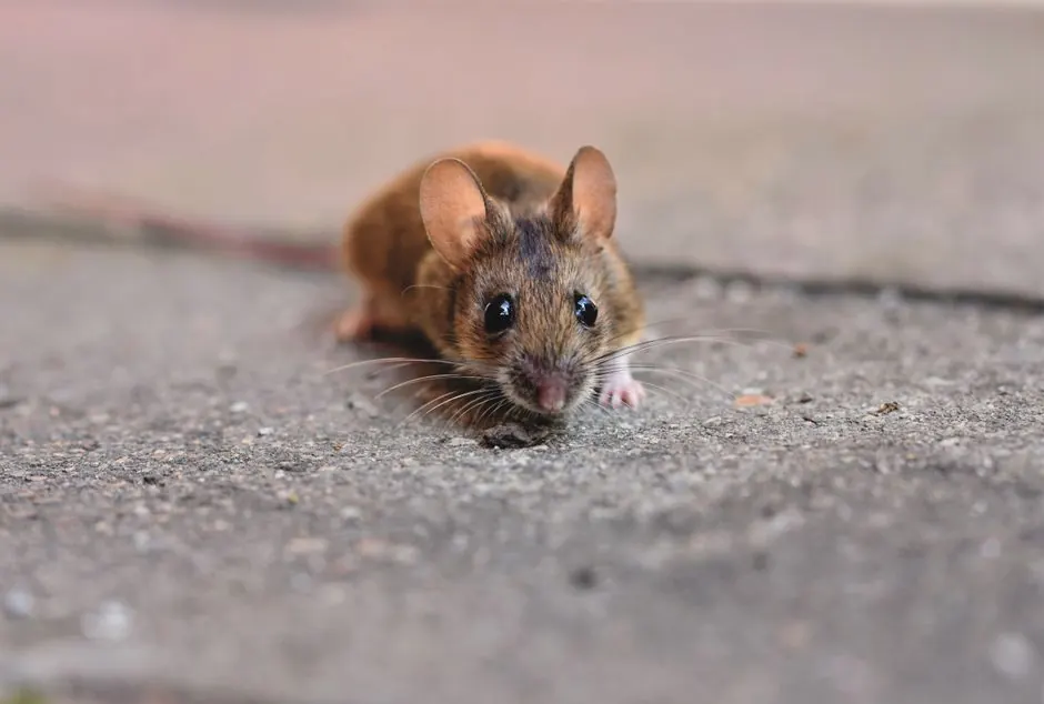 Rodent exclusion services: protecting your home in Aqualane Shores