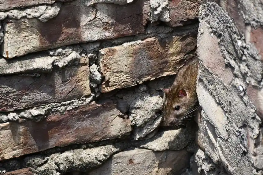 Rodent proofing your business in North Naples: a guide