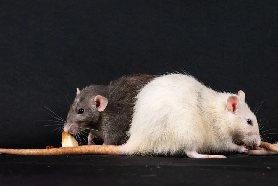 Signs of a rodent problem in your Naples Park home