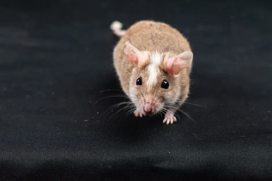 Why is my attic attracting rodents in Naples?